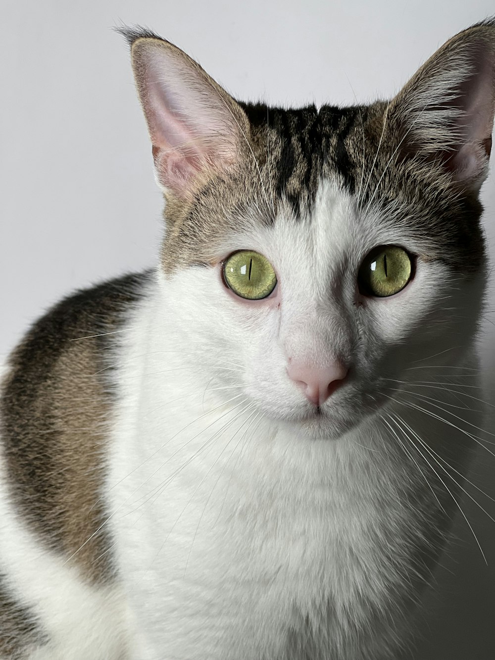 a close up of a cat with green eyes