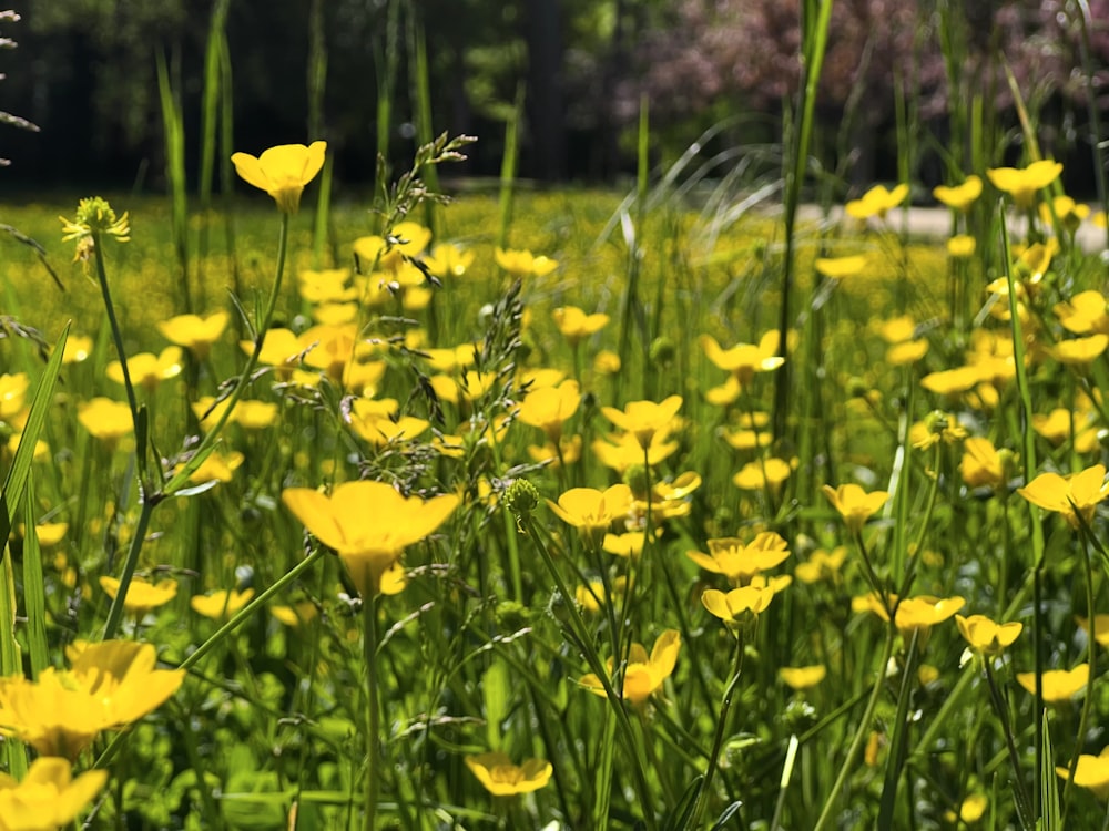 a field full of yellow flowers next to a forest