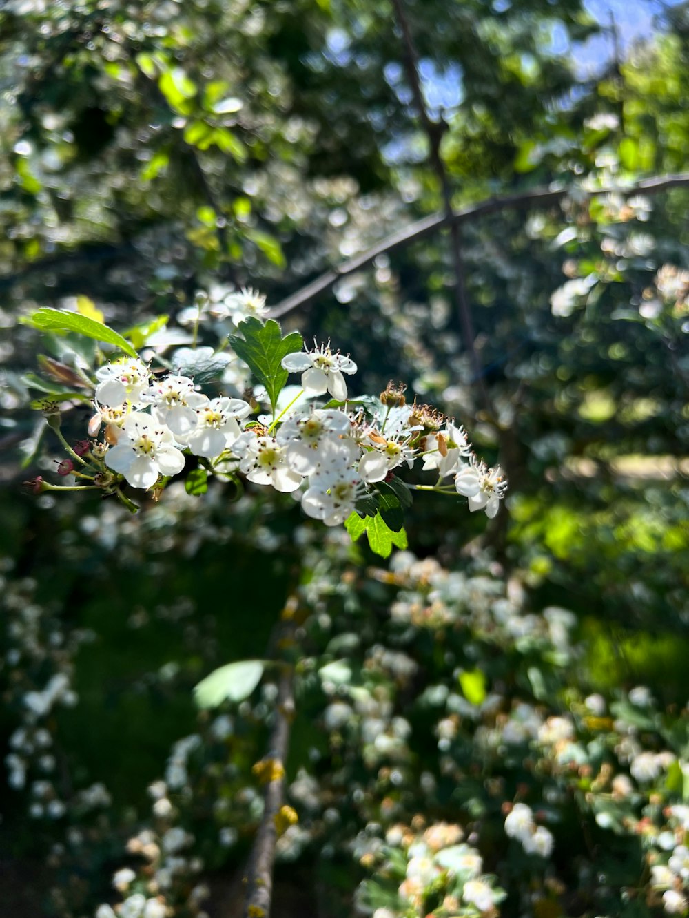 a branch with white flowers and green leaves