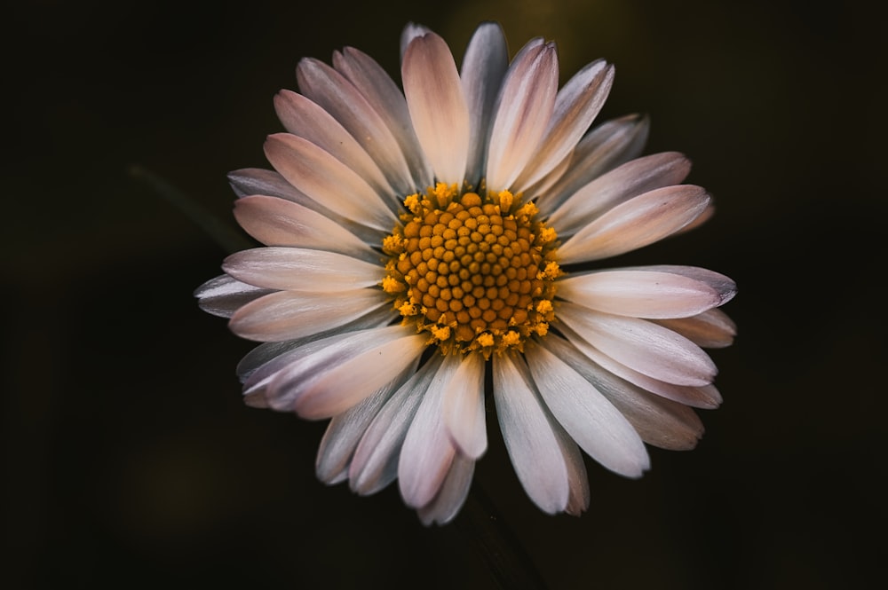 a white and yellow flower with a black background