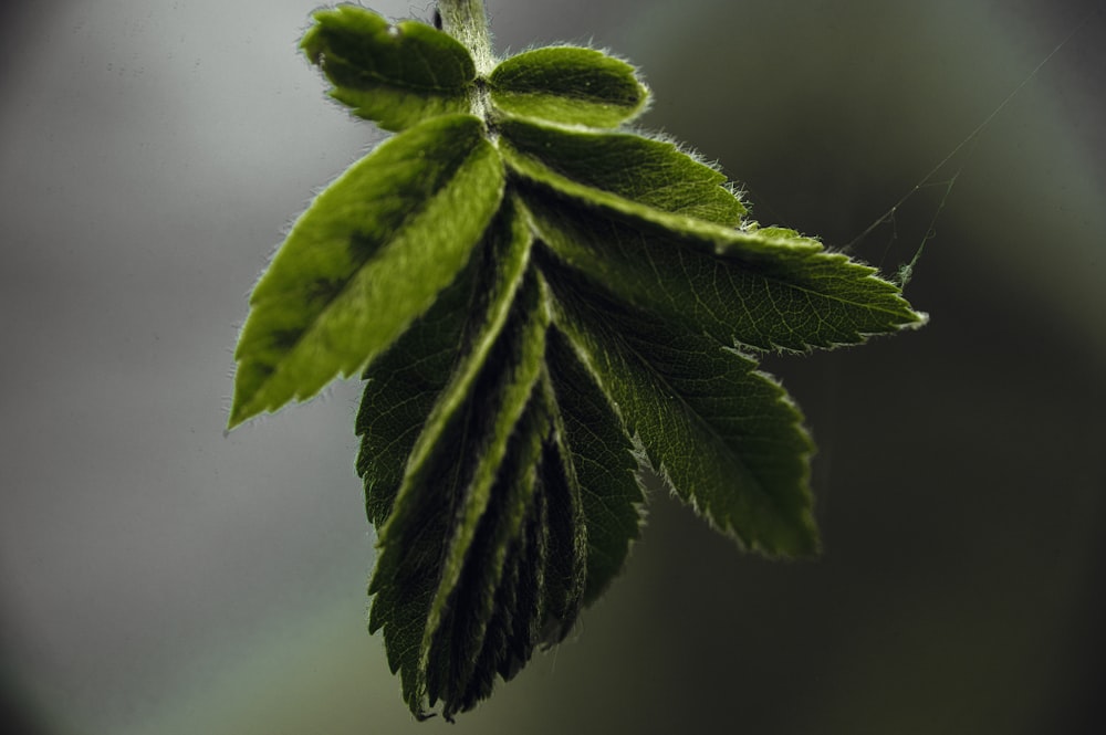 a close up of a green leaf on a branch