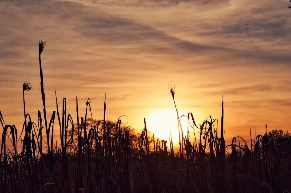 the sun is setting over a field of tall grass