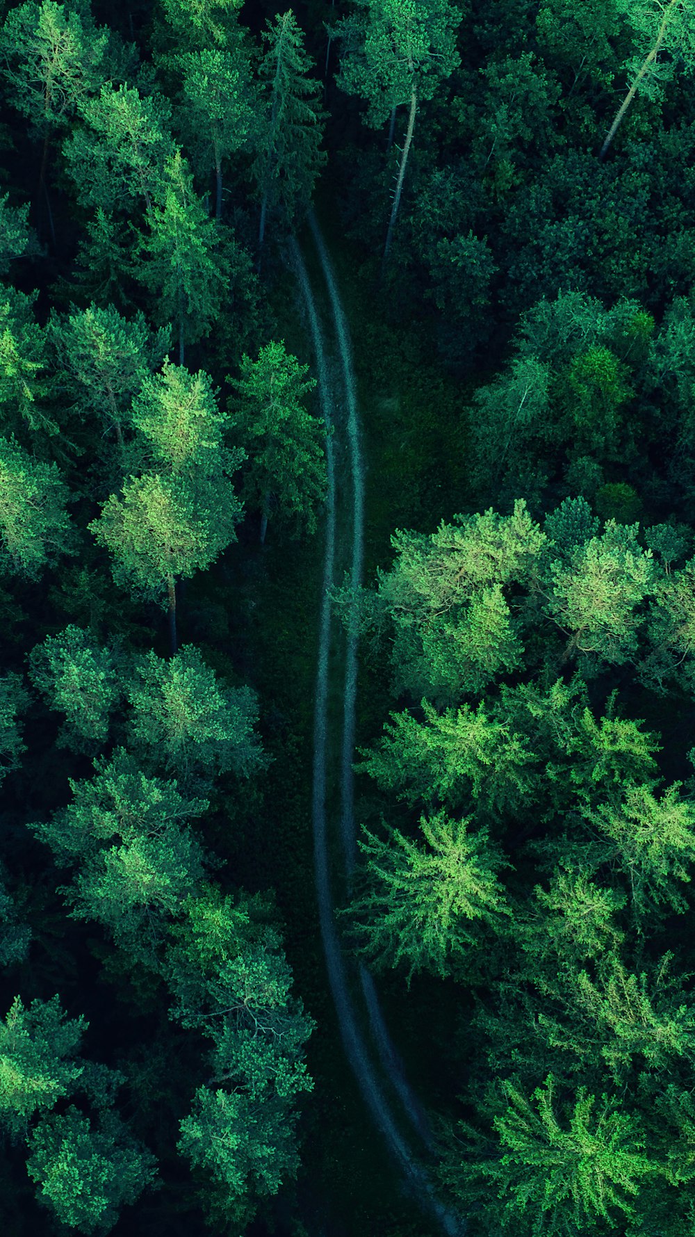 an aerial view of a road in the middle of a forest