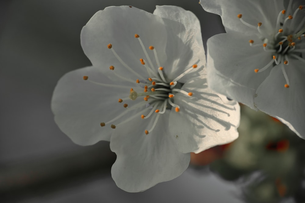 a close up of two white flowers on a branch