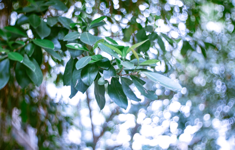 a close up of a tree branch with leaves