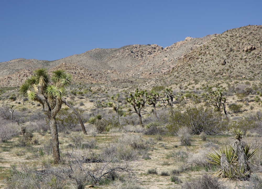 a group of trees in a desert with mountains in the background