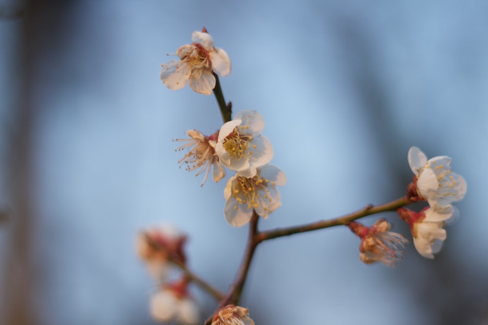 a close up of a flower on a tree branch