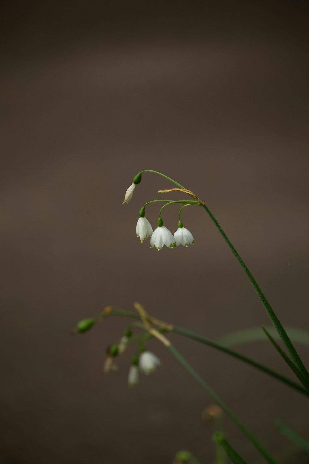 a close up of a plant with white flowers