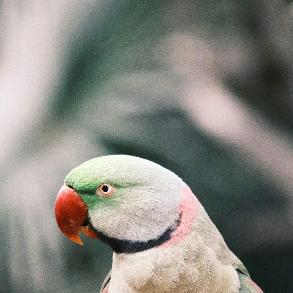 a close up of a colorful bird on a branch