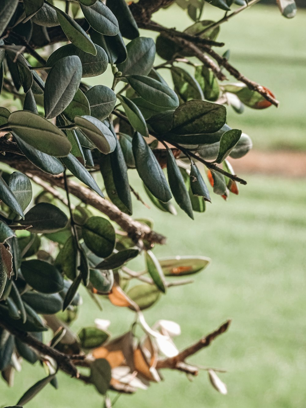 a close up of a tree with lots of leaves