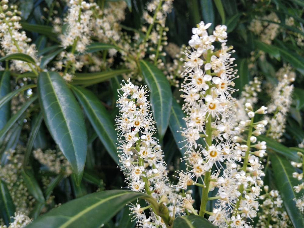 a close up of a tree with white flowers