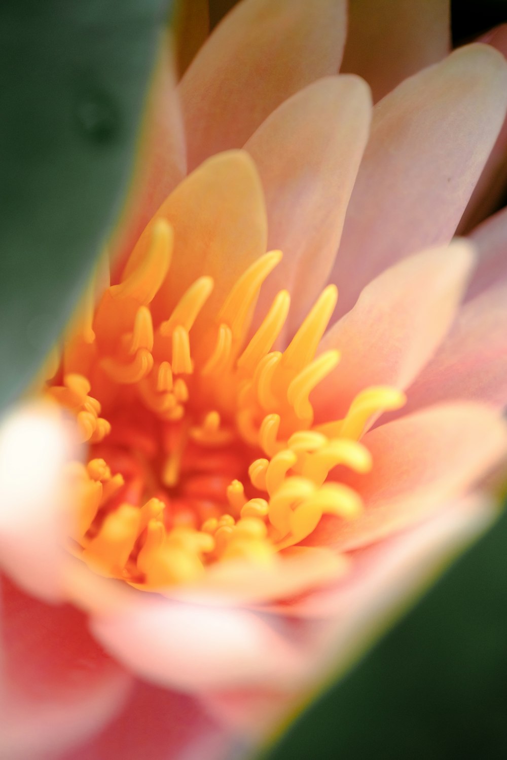 a close up of a pink and yellow flower