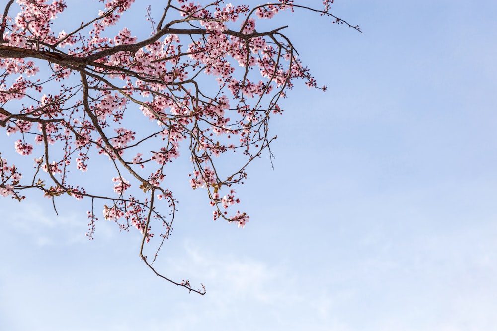 a tree branch with pink flowers against a blue sky