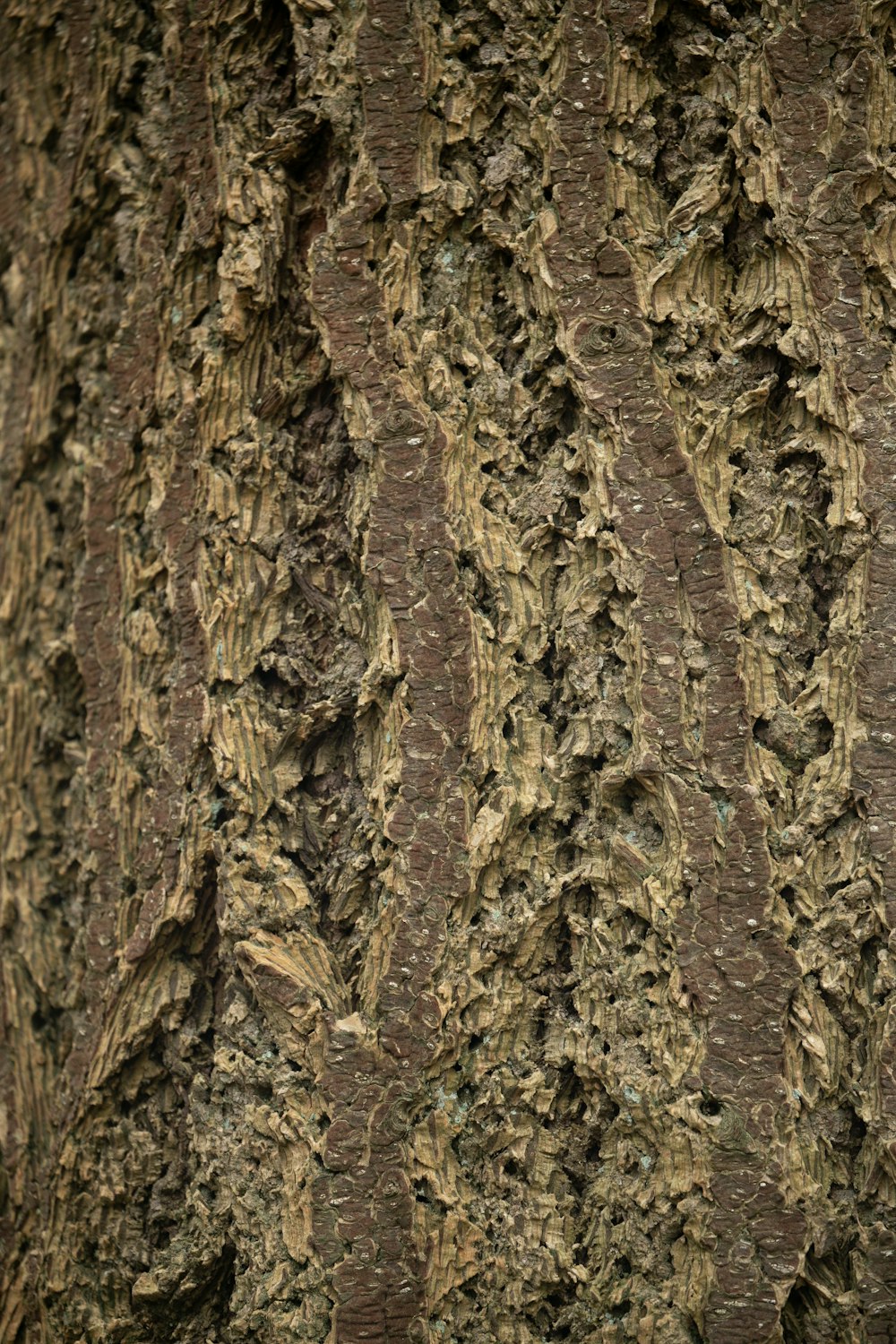a close up of a tree trunk with bark