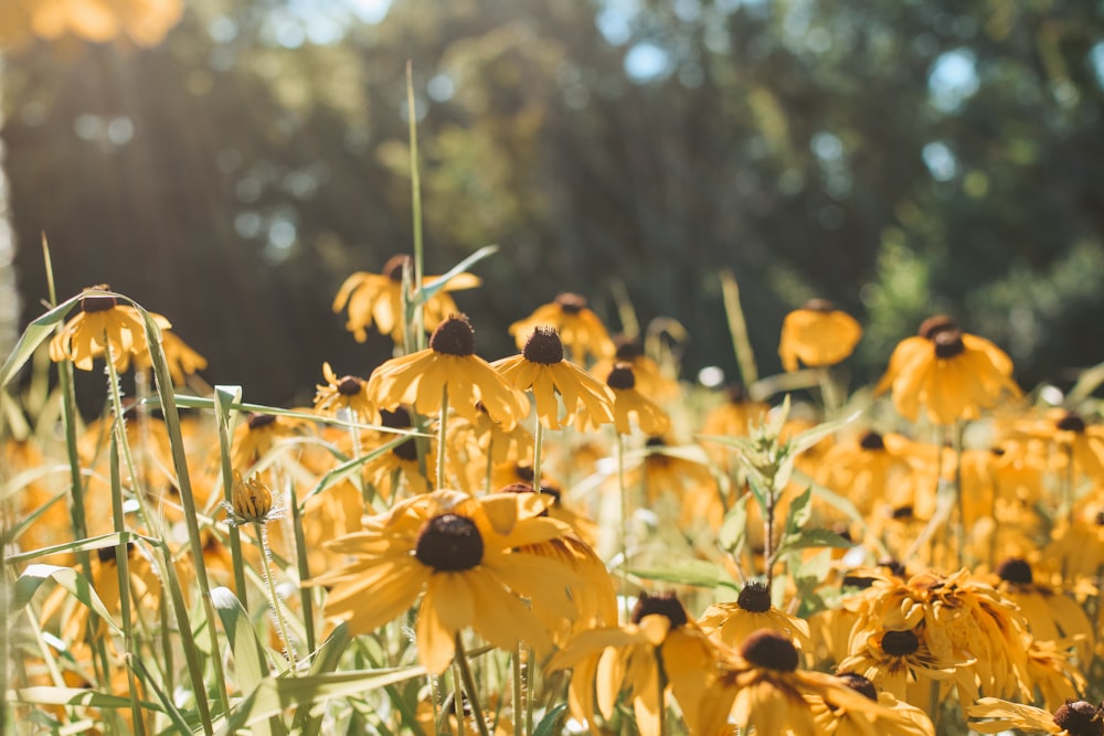 a field of yellow flowers with trees in the background