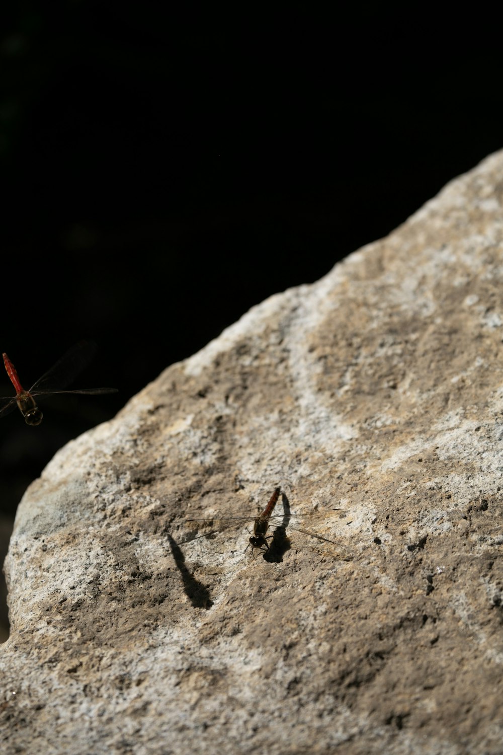 a red dragonfly sitting on a rock