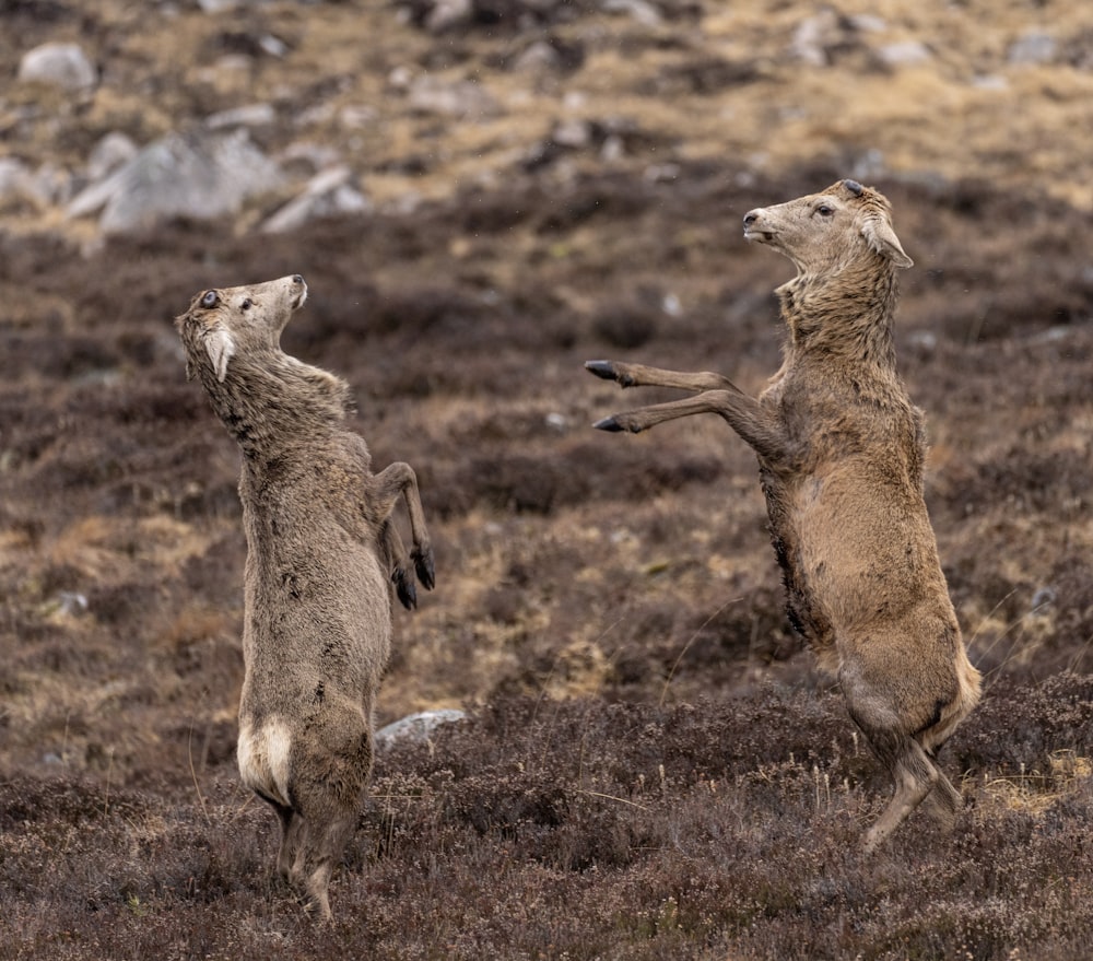 a couple of animals that are in the grass