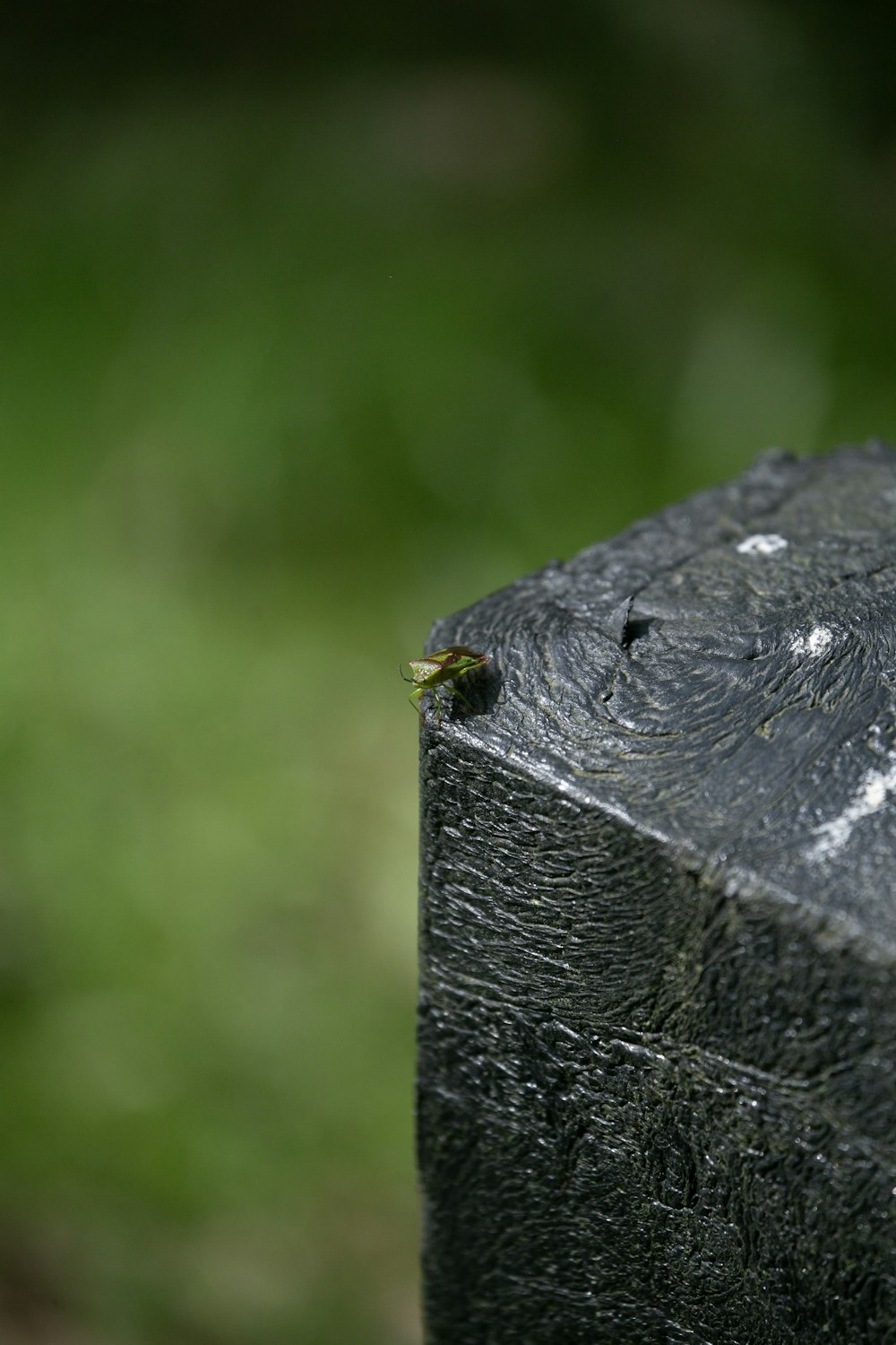 a close up of a piece of wood with a bug on it