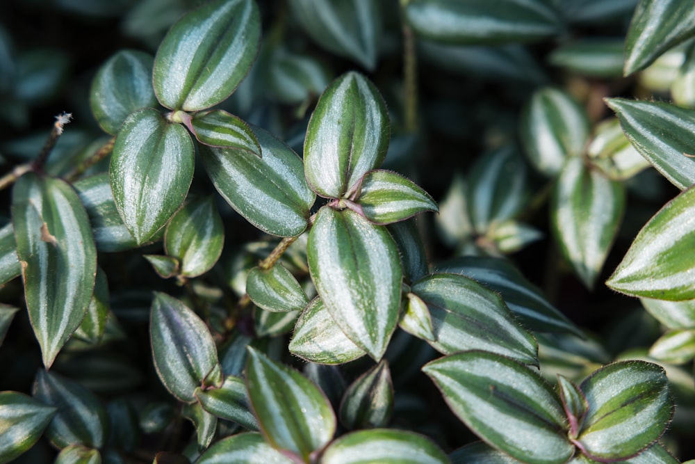 a close up of a plant with green leaves