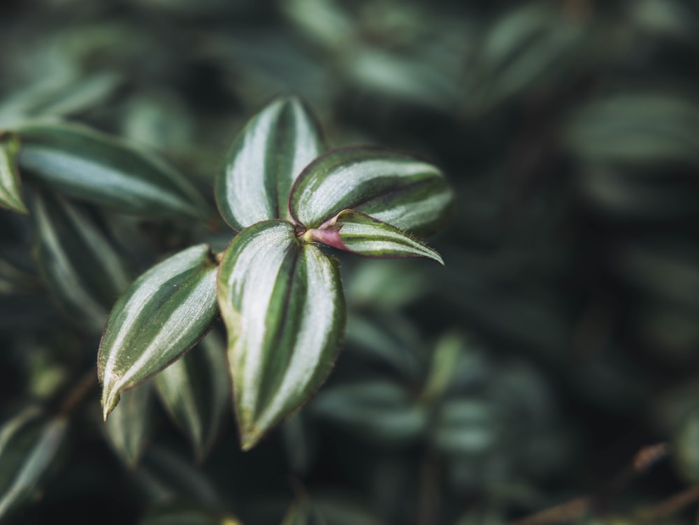 a close up of a green plant with leaves