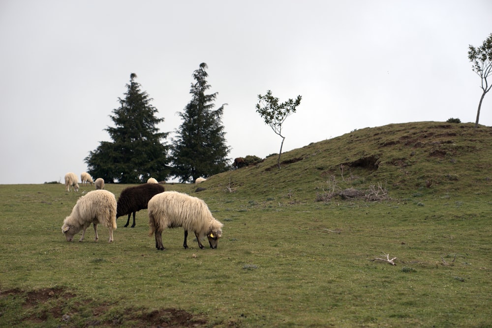 a herd of sheep grazing on a lush green hillside