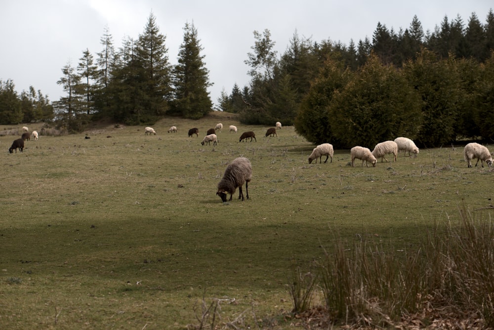 a herd of sheep grazing on a lush green field