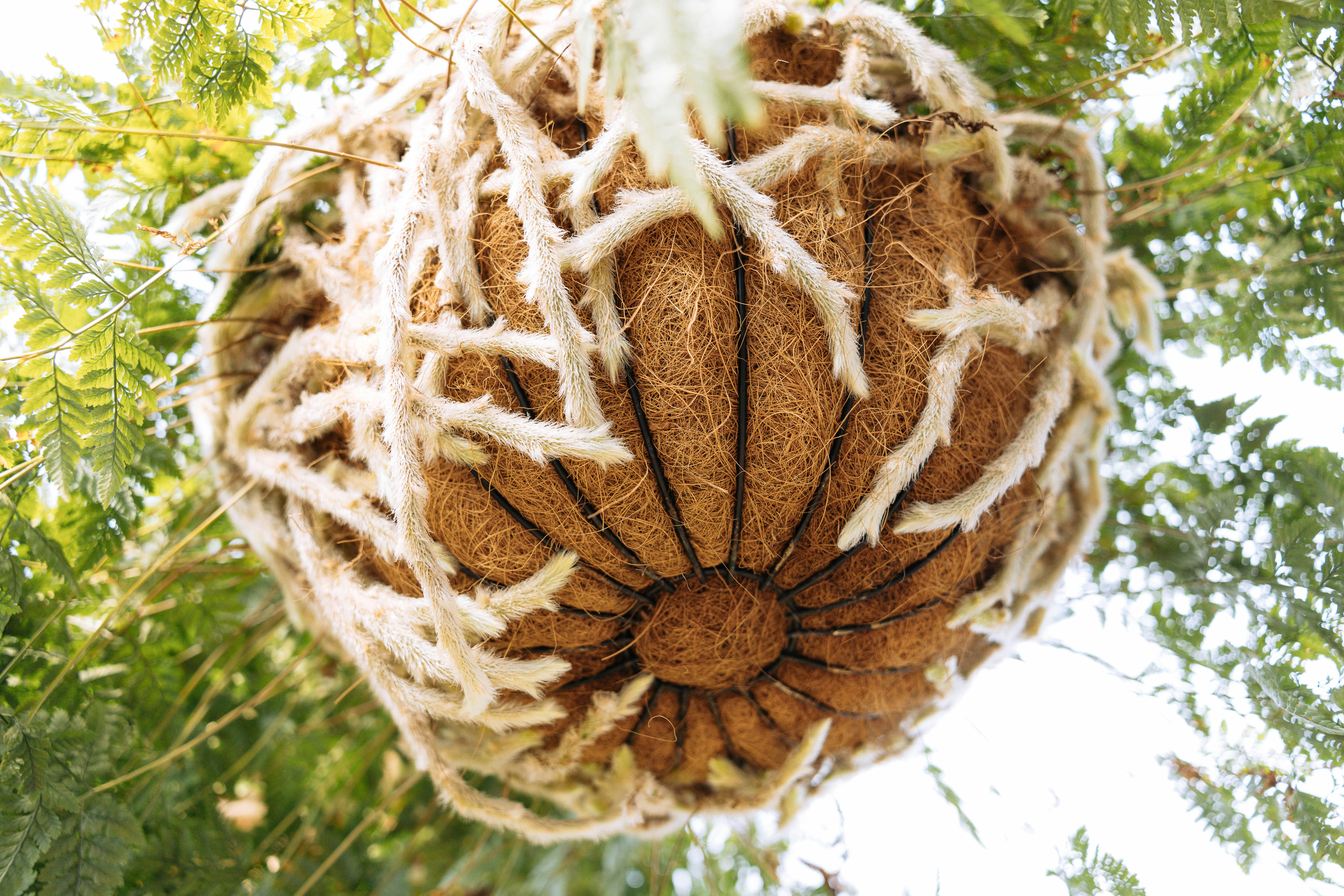 a close up of a coconut hanging from a tree