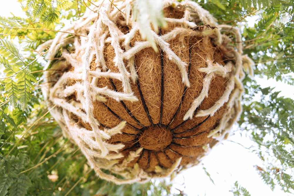 a close up of a coconut hanging from a tree