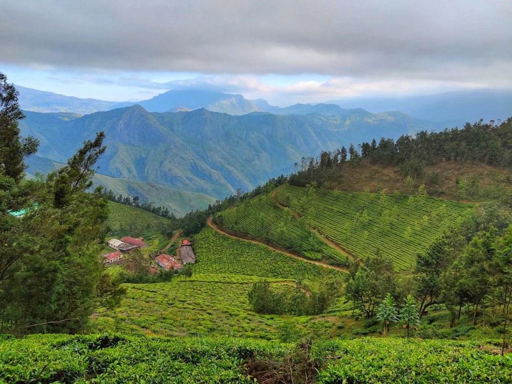 a lush green hillside covered in lots of trees