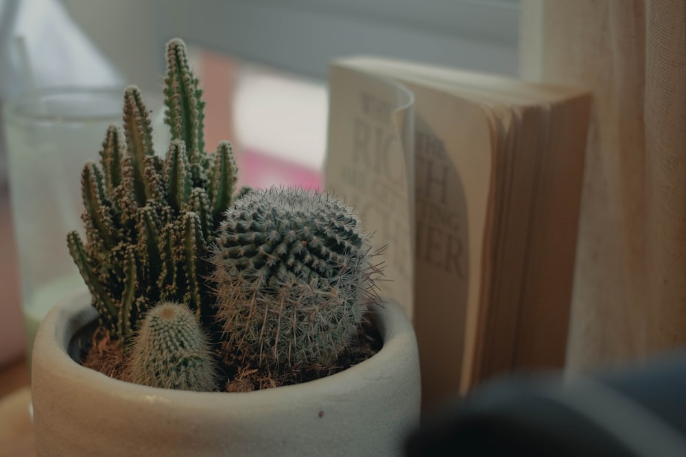 a small cactus in a white pot next to a book