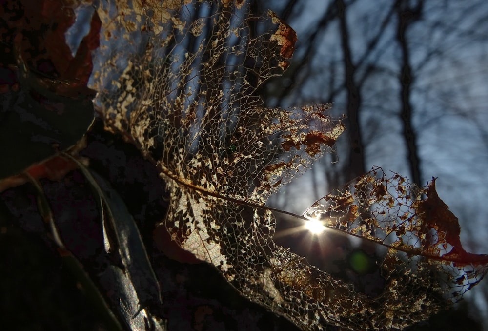 the sun shines through the leaves of a tree