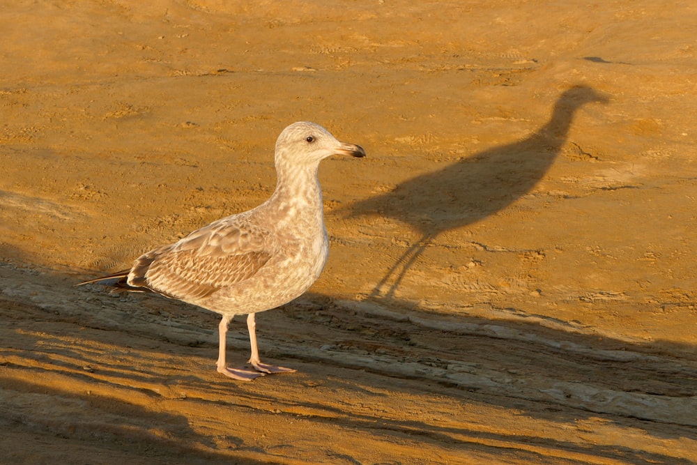 a seagull standing on a sandy beach next to a body of water