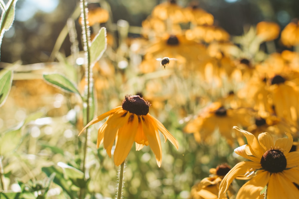 a field of yellow flowers with a bee flying over them