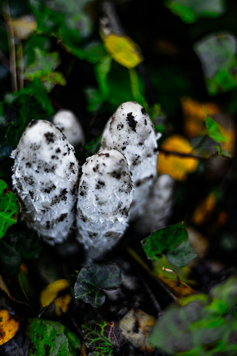 a group of white mushrooms sitting on top of a lush green field