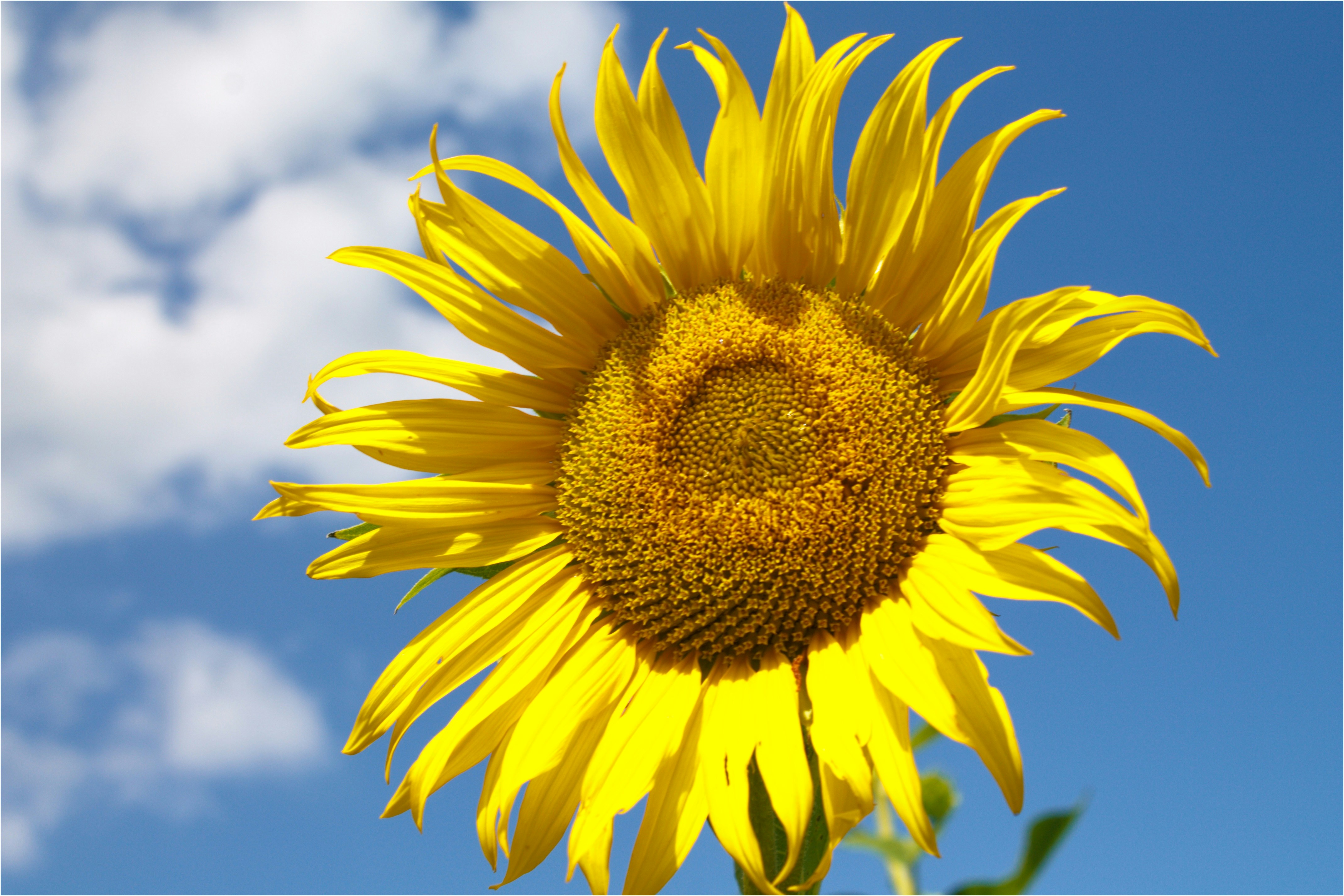 Photo by pantoneasel