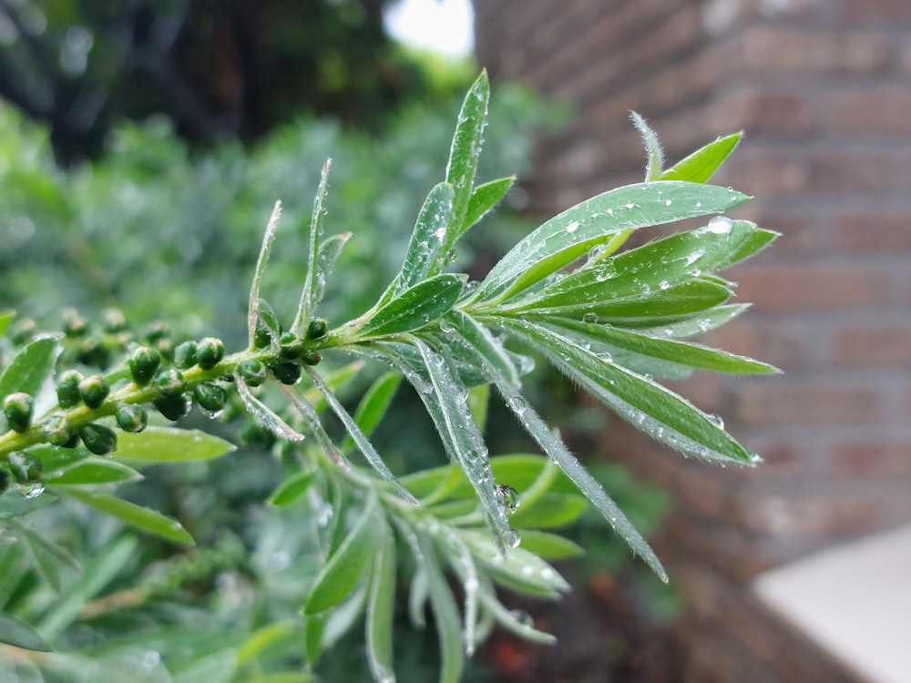 a close up of a green plant with water droplets on it