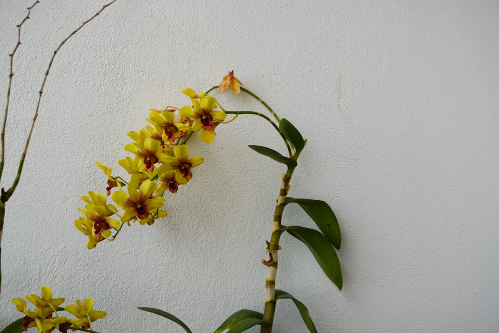 a plant with yellow flowers on a white wall