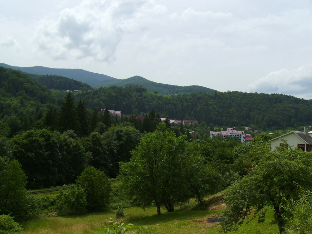 Una foresta verde e lussureggiante piena di molti alberi