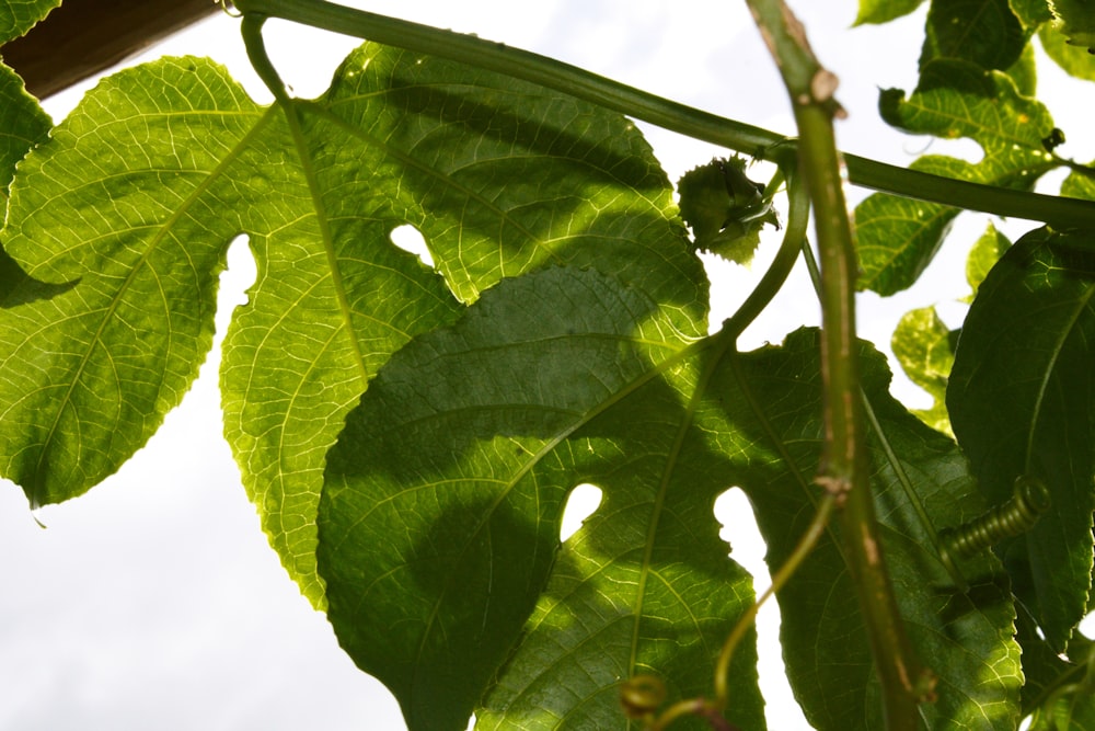 un primer plano de una hoja verde en un árbol