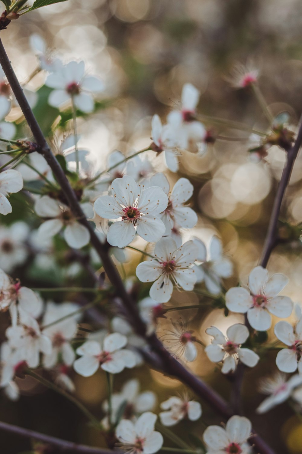 a close up of a tree with white flowers