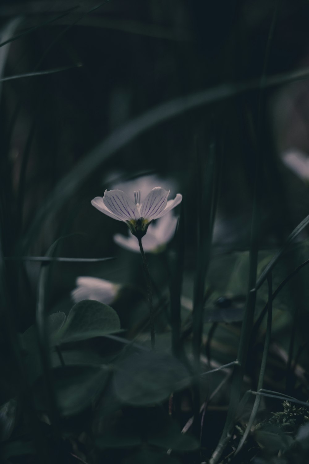 a white flower in the middle of some grass