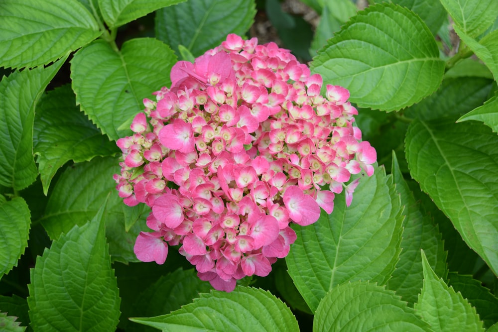 a close up of a pink flower surrounded by green leaves