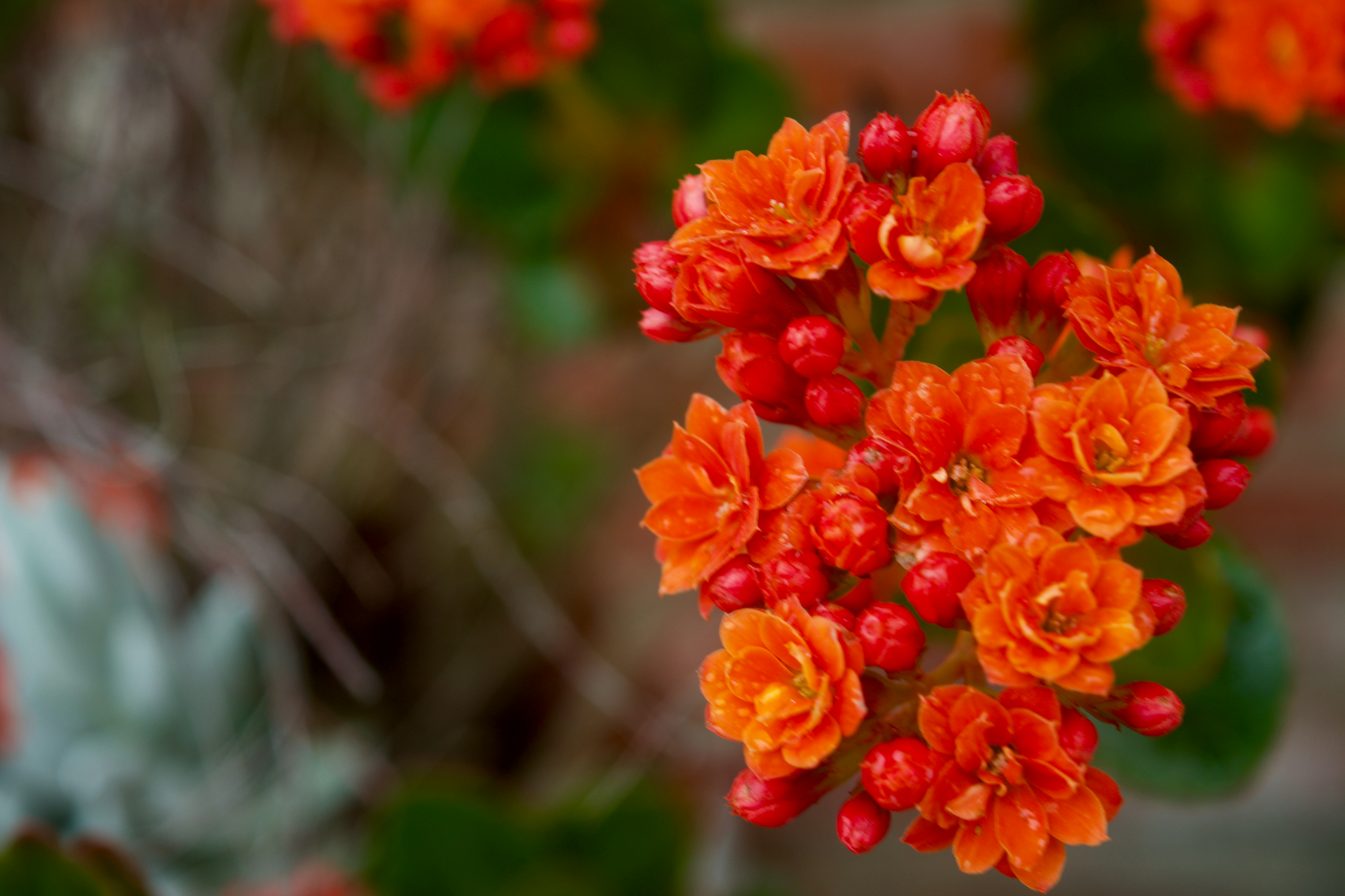 a close up of a bunch of orange flowers