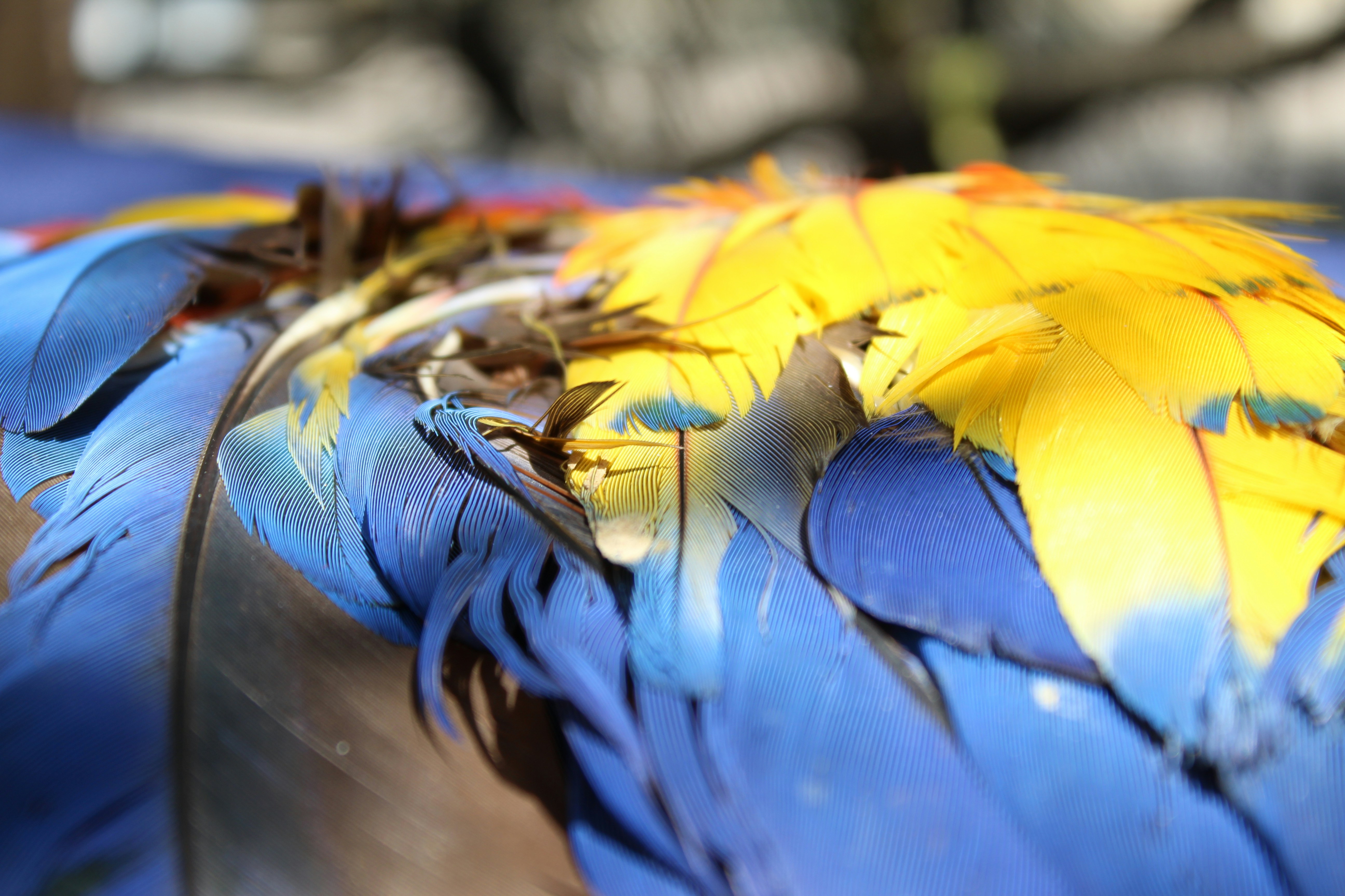 Nissan Bluebird Sylphy