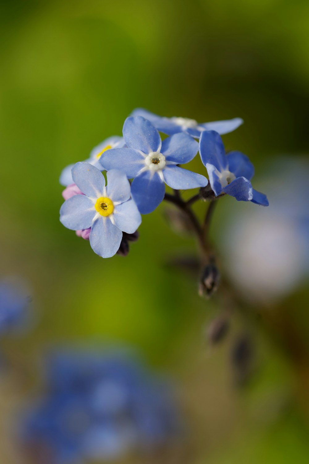 un piccolo fiore blu con centro giallo circondato da altri fiori blu