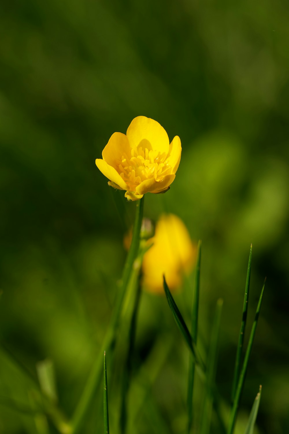 a close up of a yellow flower in a field