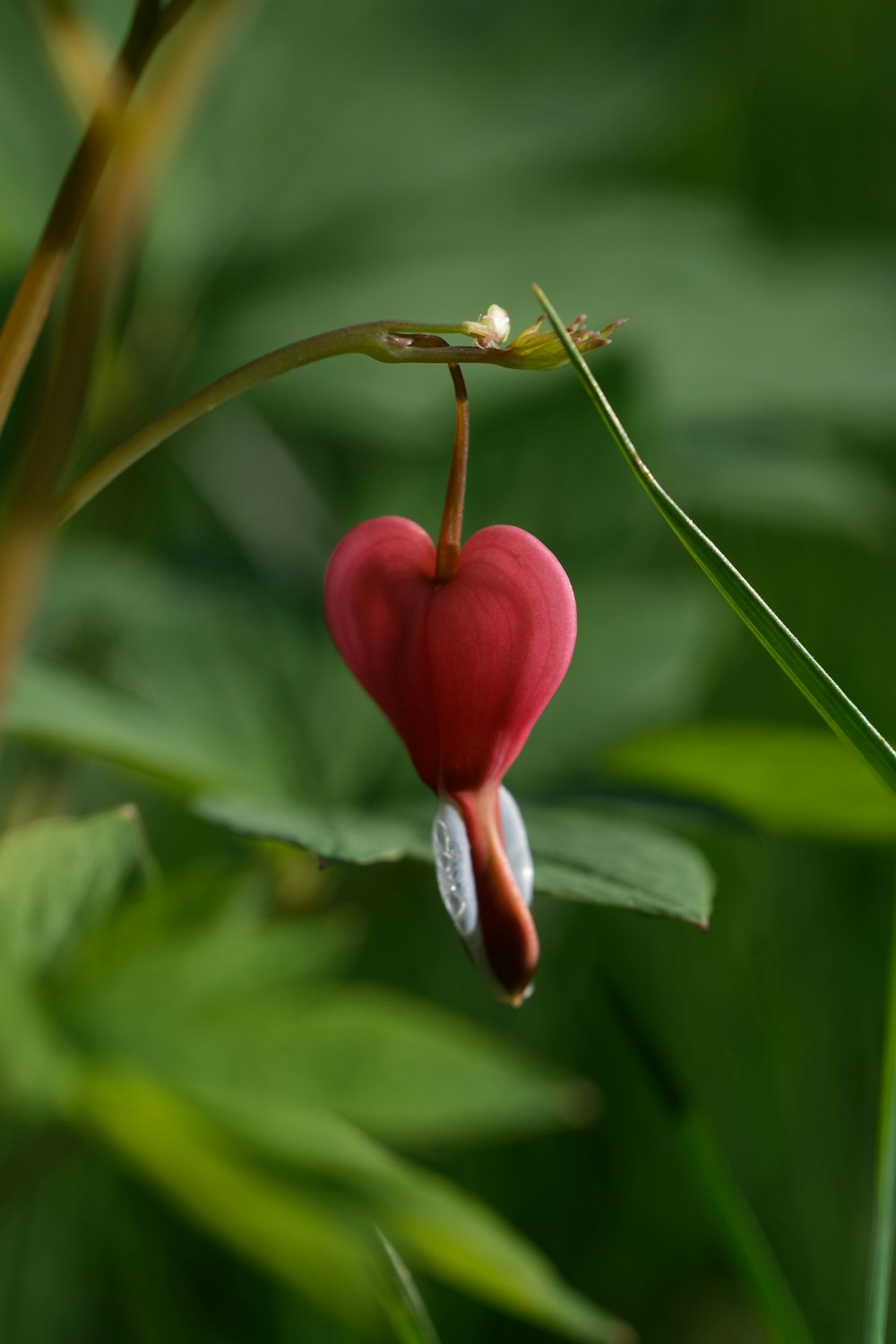 a red heart shaped flower hanging from a plant