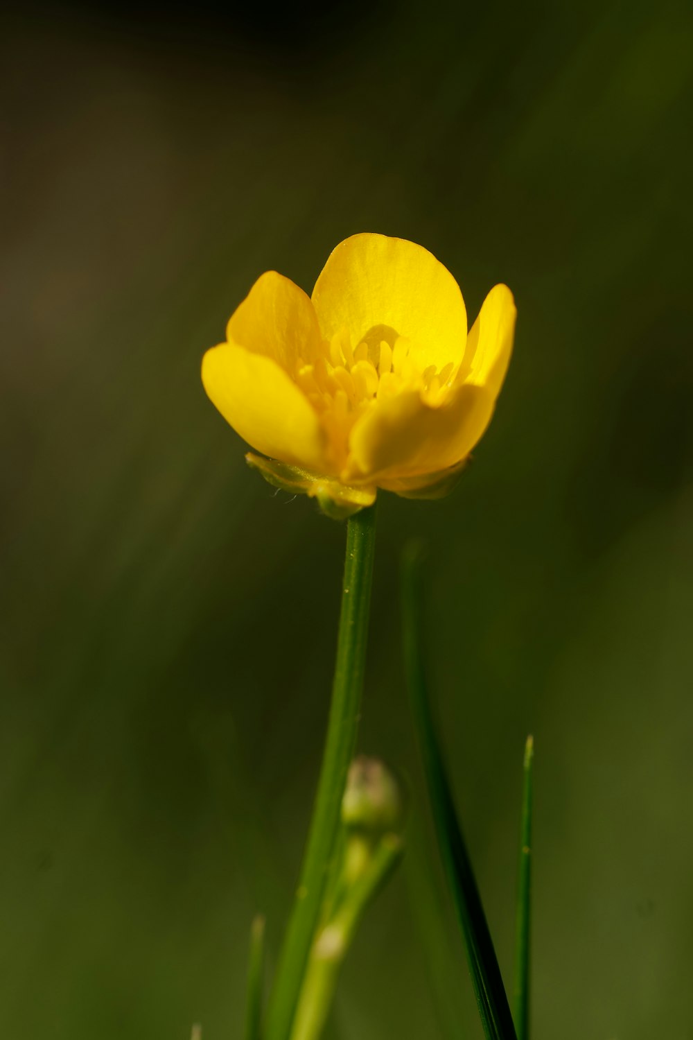 a close up of a yellow flower with a blurry background