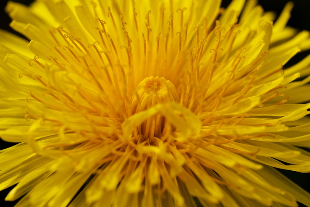 a close up of a yellow flower on a black background