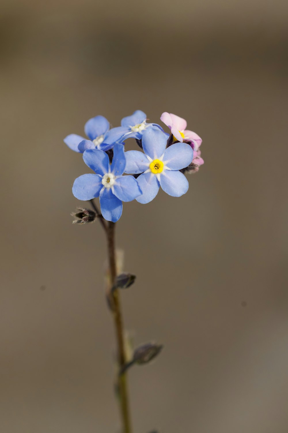 una pequeña flor azul con pétalos amarillos y rosados